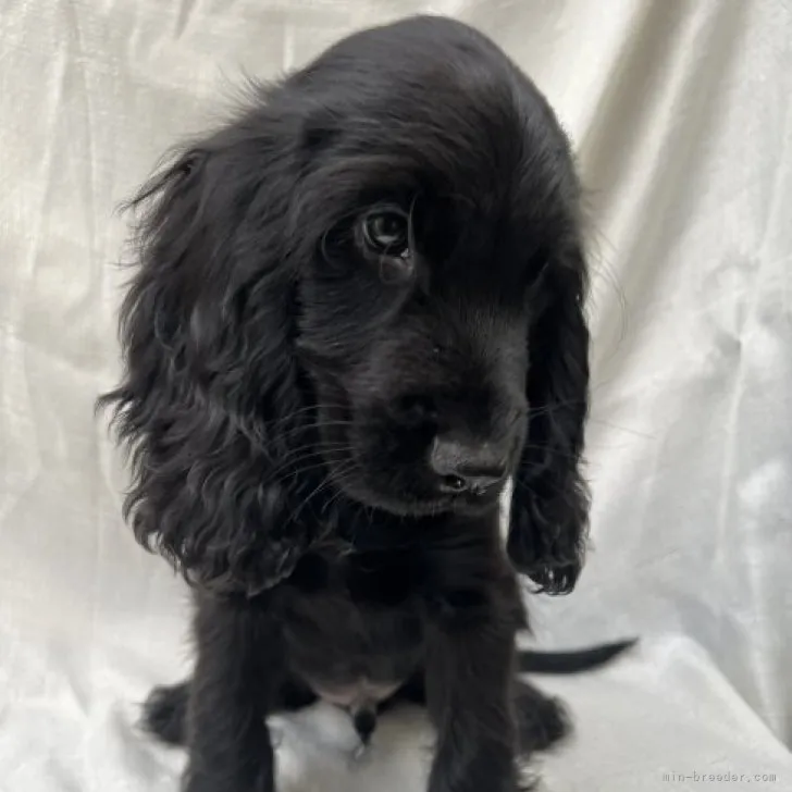 K.M 様のお迎えした子犬