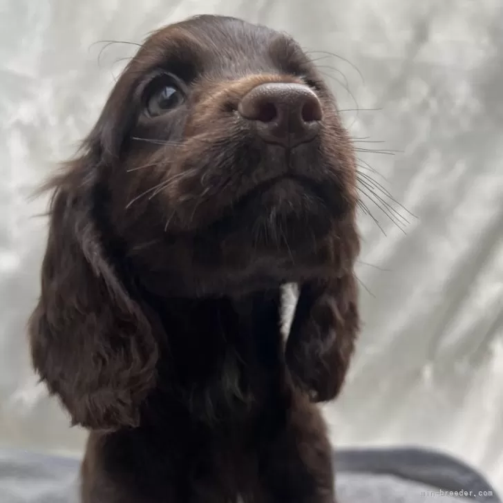 ID：2405-01903の子犬