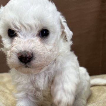 ビションフリーゼ【茨城県・女の子・2023年1月14日・ホワイト】の写真「フワモコな女の子。」