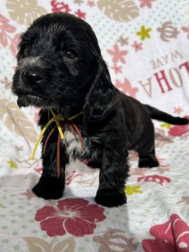 イングリッシュコッカースパニエル【茨城県・男の子・2021年12月24日・ブラック】の写真「骨格の良いパピーです。」