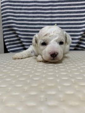 ビションフリーゼ【茨城県・女の子・2021年6月7日・ホワイト】の写真「モコモコのパピー」