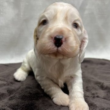 イングリッシュコッカースパニエル【茨城県・男の子・2023年11月17日・ホワイト&ゴールデン】の写真「ムチムチ元気な男の子！」