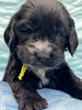 イングリッシュコッカースパニエル【茨城県・男の子・2021年12月24日・ブラック】の写真「骨格の良いパピーです。」