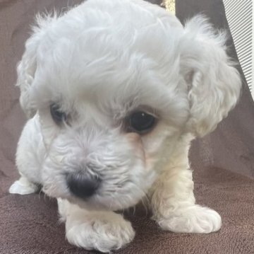 ビションフリーゼ【茨城県・男の子・2023年7月30日・ホワイト】の写真「活発な男の子！」