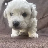 ビションフリーゼ【茨城県・男の子・2023年7月30日・ホワイト】の写真1