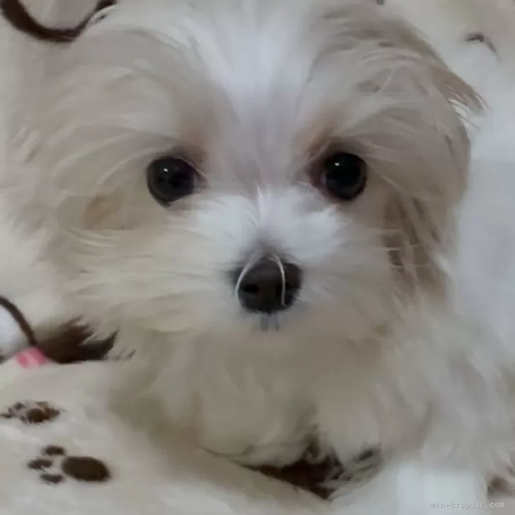 しゃんぷー 様のお迎えした子犬