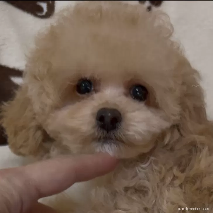 ID：2412-01838の子犬