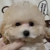 ティーカッププードル