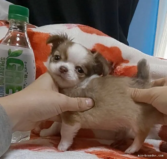 うずら 様のお迎えした子犬