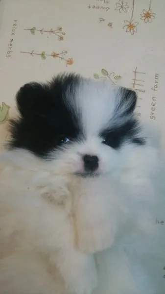 ID:1501-00308の子犬