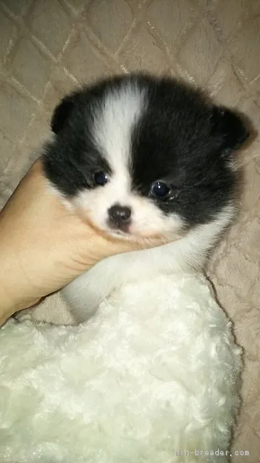 ポメ大好き 様のお迎えした子犬