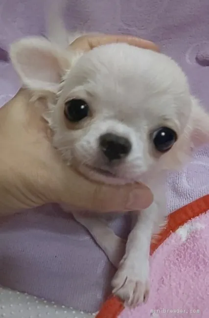 マダムぶっちゃん 様のお迎えした子犬