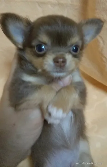 ID:1908-02981の子犬