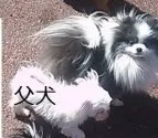 ポメラニアン【滋賀県・女の子・2014年12月14日・ホワイト&ブラック】の写真4