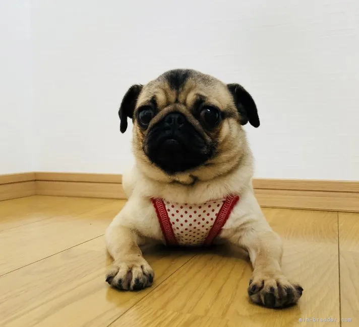 ID:1805-00485の子犬