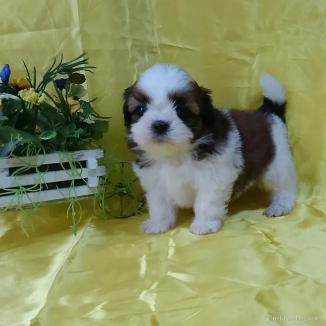 ID:1705-00711の子犬