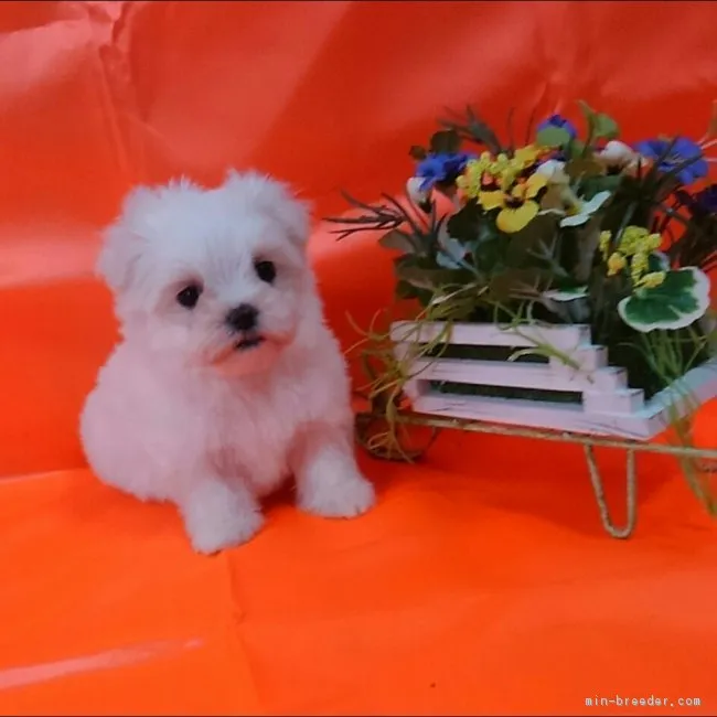 K~K 様のお迎えした子犬