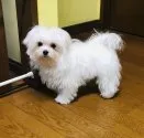 マルチーズ【滋賀県・男の子・2021年9月18日・ホワイト】の写真5
