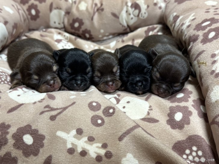 渡邉恵津子ブリーダーのブログ：産まれてます！