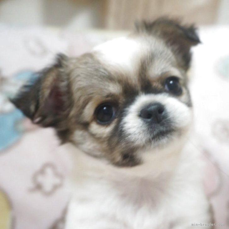 ブリーダー画像