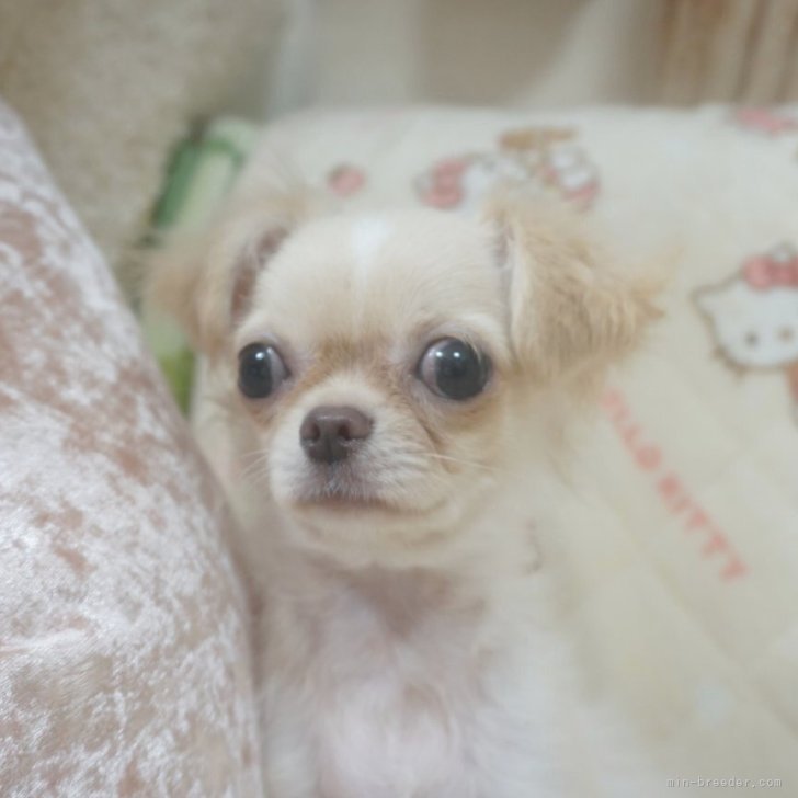 ブリーダー画像