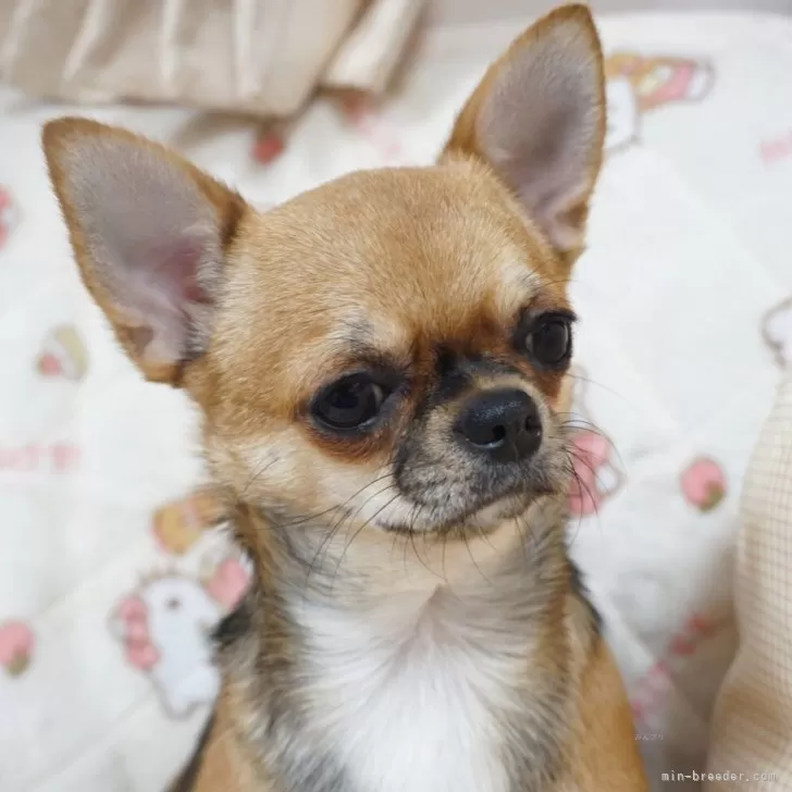 ID:2411-02248の子犬