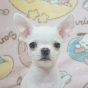 チワワ(スムース)【千葉県・男の子・2025年10月3日・ホワイト】の写真「ほんわり優しい♡父AMチャンピオン直子母も血統良し」