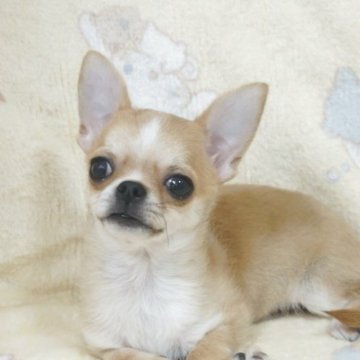 チワワ(スムース)【千葉県・男の子・2025年8月3日・フォーン&ホワイト】の写真「明るく活発元気っ子父JKCチャンピオン母も優秀血統」