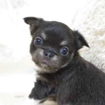 チワワ(ロング)【千葉県・男の子・2025年8月8日・ブルータン&ホワイト】の写真「まん丸可愛い♡父チャンピオン直子・母も優秀血統」