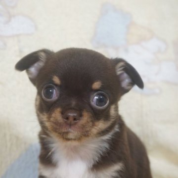 チワワ(スムース)【千葉県・男の子・2025年10月23日・チョコタン&ホワイト】の写真「おっとり穏やか可愛い子♡父チャンピオン直子」