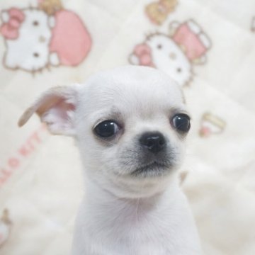チワワ(スムース)【千葉県・男の子・2025年10月3日・ホワイトクリーム】の写真「ベビーフェイス♡父AMチャンピオン直子母も血統良し」