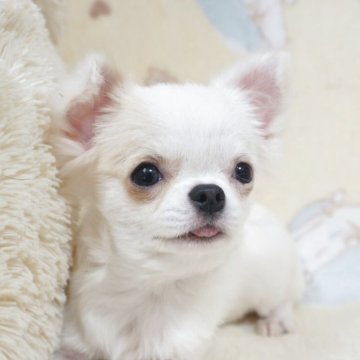 チワワ(ロング)【千葉県・女の子・2025年5月24日・ホワイト&フォーン(パーティ)】の写真「激かわいい♡小ぶりで穏やか♡父AMチャンピオン直子」