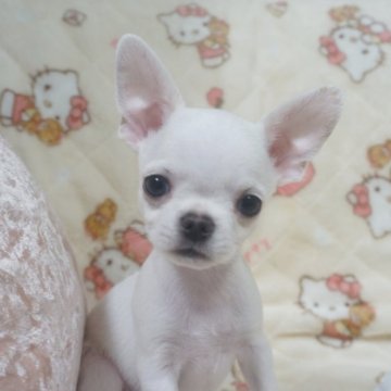 チワワ(スムース)【千葉県・男の子・2025年10月3日・ホワイト】の写真「ほんわり優しい♡父AMチャンピオン直子母も血統良し」