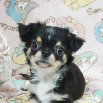 チワワ(ロング)【千葉県・男の子・2025年8月8日・ブラックタン&ホワイト】の写真「可愛いイケワン👀父チャンピオン直子ママも優秀血統」