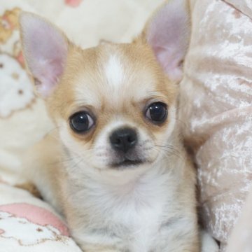 チワワ(スムース)【千葉県・男の子・2025年8月3日・フォーン&ホワイト】の写真「まんまるお顔♡父JKCチャンピオン母も優秀血統」