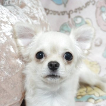 チワワ(ロング)【千葉県・男の子・2025年5月16日・クリームホワイト】の写真「穏やかな優しい子♡只今ワクチン代込み総価格です」