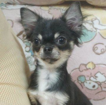 チワワ(ロング)【千葉県・男の子・2025年8月8日・ブルータン&ホワイト】の写真「甘え上手なボク♡父チャンピオン直子・母も優秀血統」