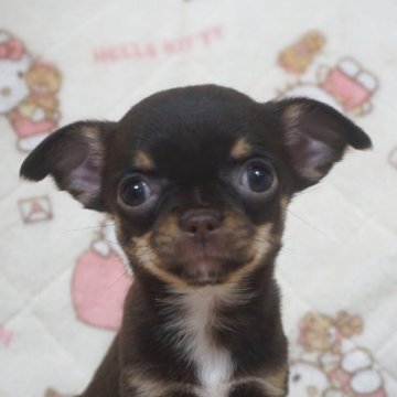 チワワ(スムース)【千葉県・女の子・2025年10月23日・チョコタン&ホワイト】の写真「おっとり優しいお顔の可愛い子♡父チャンピオン直子」