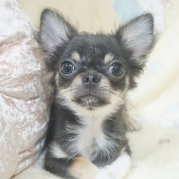 チワワ(ロング)【千葉県・男の子・2025年8月8日・ブルータン&ホワイト】の写真「ちょっと凛々しい♡父チャンピオン直子・母も優秀血統」