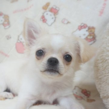 チワワ(ロング)【千葉県・男の子・2025年8月15日・フォーンクリーム】の写真「ベビーフェイスの可愛い子♡父AMチャンピオン直子」