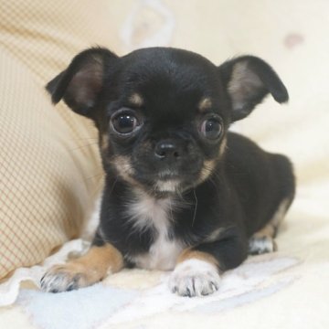 チワワ(スムース)【千葉県・女の子・2025年10月23日・ブラックタン&ホワイト】の写真「元気な優しいお顔の可愛い子♡父チャンピオン直子」