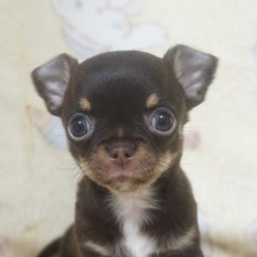 チワワ(スムース)【千葉県・男の子・2025年10月23日・チョコタン&ホワイト】の写真「おっとり穏やか可愛い子♡父チャンピオン直子」