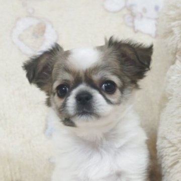 チワワ(ロング)【千葉県・女の子・2025年9月25日・ホワイト&レッドパーティー】の写真「美人さん父AMチャンピオン直子・母チャンピオン曾孫」