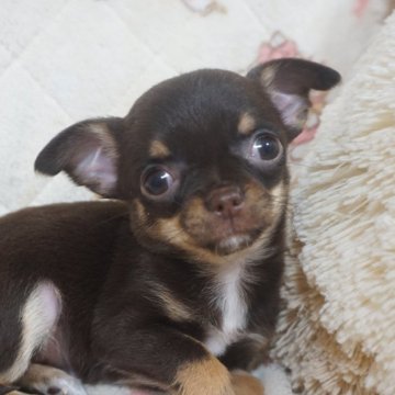 チワワ(スムース)【千葉県・男の子・2025年10月23日・チョコタン&ホワイト】の写真「おっとり穏やか可愛い子♡父チャンピオン直子」