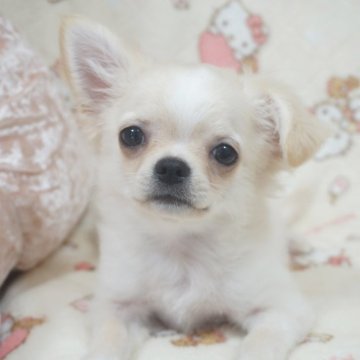 チワワ(ロング)【千葉県・男の子・2025年8月15日・フォーンクリーム】の写真「ベビーフェイスの可愛い子♡父AMチャンピオン直子」