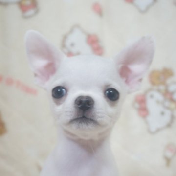 チワワ(スムース)【千葉県・男の子・2025年10月3日・ホワイト】の写真「ほんわり優しい♡父AMチャンピオン直子母も血統良し」