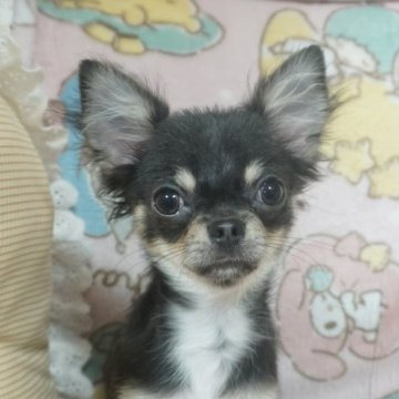 チワワ(ロング)【千葉県・男の子・2025年8月8日・ブルータン&ホワイト】の写真「甘え上手なボク♡父チャンピオン直子・母も優秀血統」