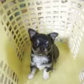 チワワ(ロング)