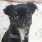 チワワ(ロング)