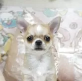 チワワ(スムース)
